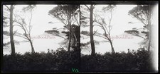 Mer Méditerranée c1910 Photo NEGATIVE Plaque de verre Stereo Vintage V21T6n6