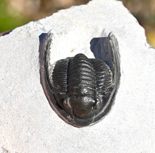 Trilobite fossil cornuproetus - trilobite,