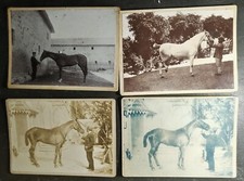 7 photos de chevaux cabinet papier albuminé et autre début XX siècle