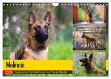 Malinois - berger belge (Calendrier mural 2026 DIN A4 horizontal), CALVENDO cale