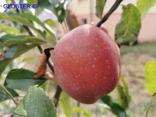 Pommier greffé (forte vigueur) - Gloster 69