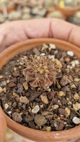 Copiapoa cinerea albispina - cinerea,