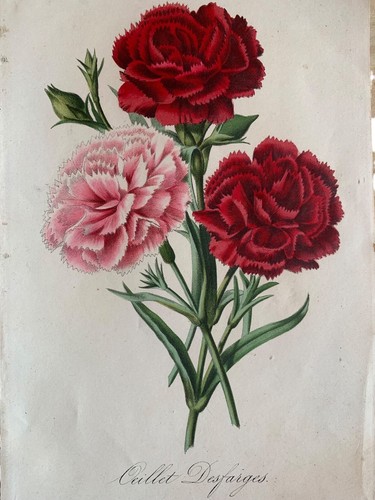Illustration botanique fleur - botanique,