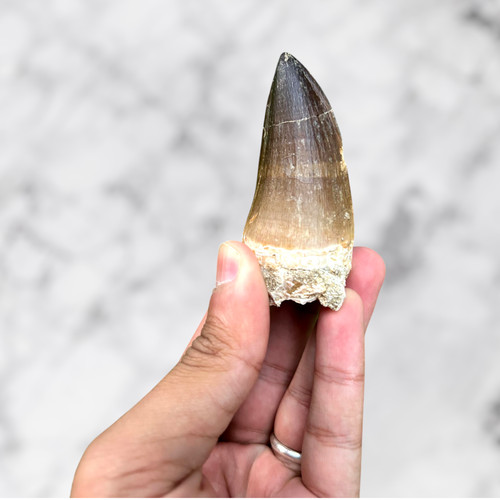 Dent mosasaure prognathodon - dent,