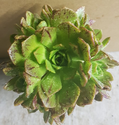 Aeonium haworthii - (de, semis)