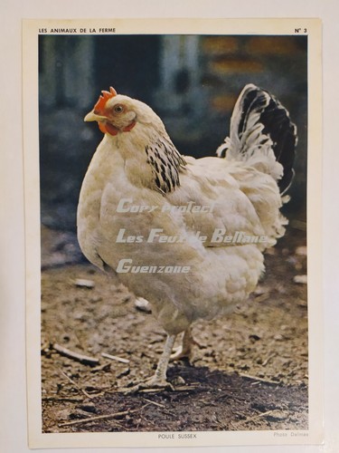 Carte photo poule sussex - carte,