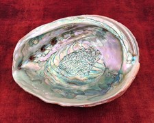 Immense Coquille D'ormeau