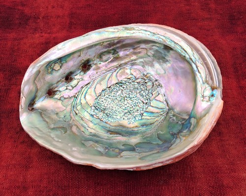 Immense coquille ormeau - coquille, d'ormeau