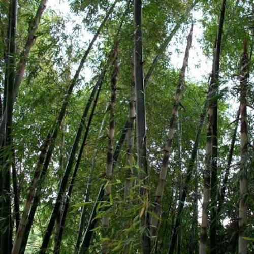 Graines dendrocalamus - 3,