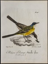 1830 - Bergeronnette printanière - Lithographie ancienne d'oiseau, Ornithologie