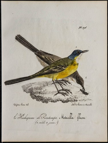 1830 bergeronnette - -,