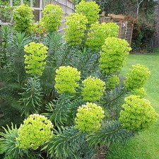 Euphorbia characias 'Wulfenii'