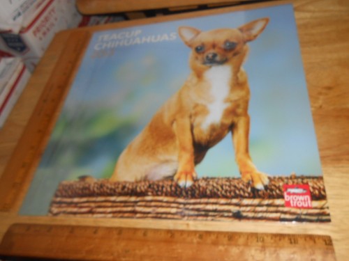 Teacup chihuahuas 2013 wall - chihuahuas,