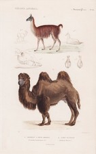 Kamel CAMEL Guanako Lama Guanaco Gravure Acier Cuvier 1849