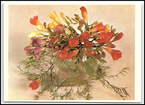 Carte postale ancienne - , freesia