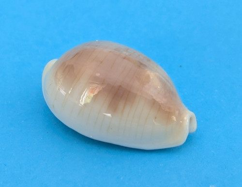 Cypraea clandestina passerina