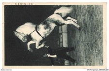 AVRP1-0017-SPECTACLE - RADIO-CIRCUS - OURAL - CHEVAL CABREUR PRESENTE PAR LE M