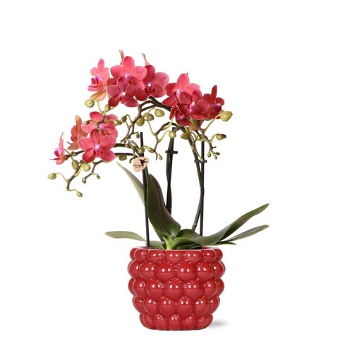 Orchidée phalaenopsis rouge - phalaenopsis,