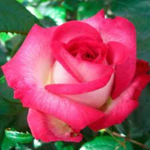 Graines rosier - graines, rosier,rosier