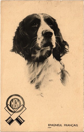 Cpa epagneul francais - epagneul, dogs