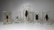 Curiosité : Lot de 5 insectes Inclusion Résine (Lot n°4)
