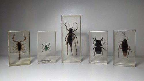 Curiosité lot 5 - lot, insectes