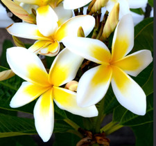 Plumeria alba yellow - plumeria, cv