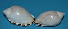 SEA SHELL - COQUILLAGES - CASSIDAE - CASMARIA ERINACEA F. VIBEX - 43.50/45.90mm