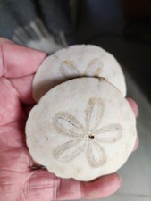 110g . Oursins Scutelles Des