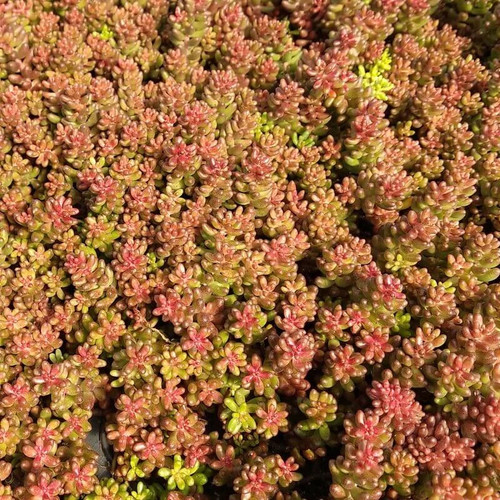 Sedum album coral carpet - album, carpet’
