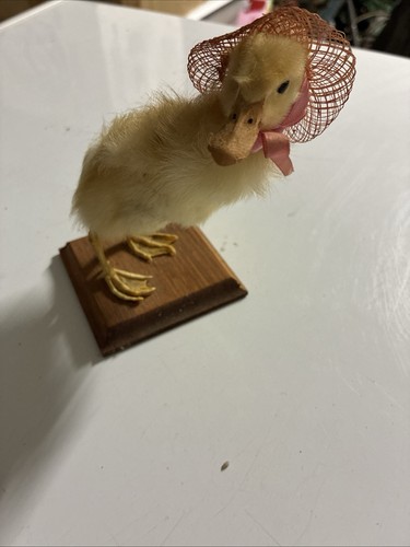 Taxidermy mounted bird yellow - mounted,