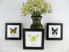 Coffret cadeau 3 vrais beaux papillons dans un cadre photo  empaillage taxidermy