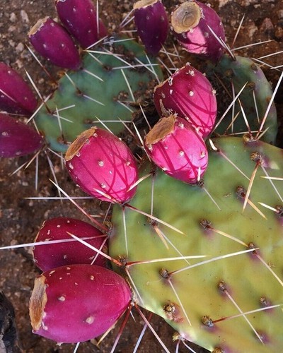 Violeta columncactus - violeta,