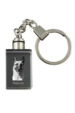 Malinois Berger Belge -