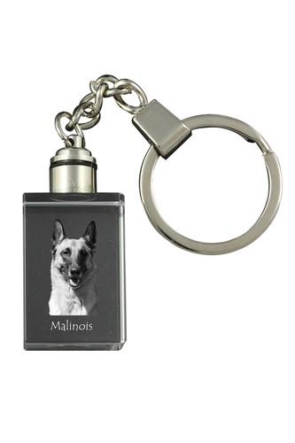 Malinois berger belge - malinois,