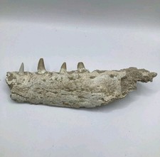 Fossile de mâchoire de