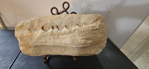Mosasaur teeth fossil - mosasaur,