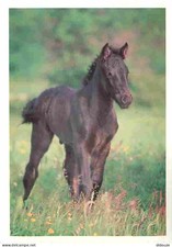 Animaux - Chevaux - Cheval de