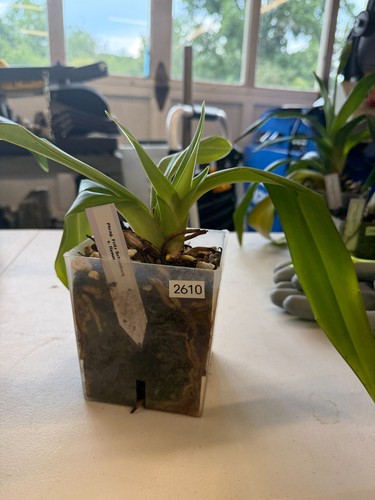 Phragmipedium fritz schomburg - fritz,