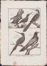 ✒ 1790 BUFFON Bonnaterre ORNITHOLOGIE Oiseaux Torcol Jacamar Couroucou Cayenne