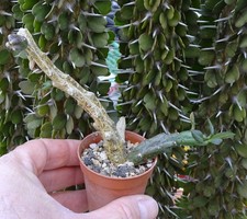 FREREA INDICA stapelia