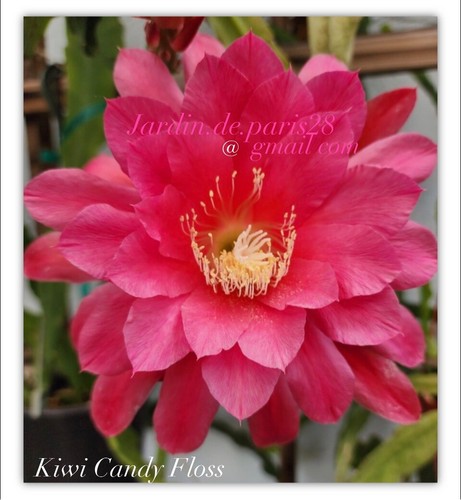 Epiphyllum kiwi candy floss - epiphyllum,