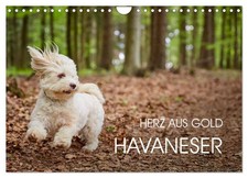Bichon havanais - cœur d'or