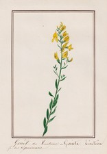 Genêt Des Teinturiers Genista