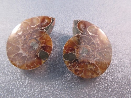 Pair madagascar ammonite - madagascar,