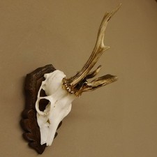 Bois de Cervidés Anormal