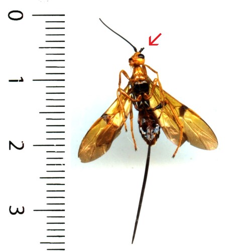 Guêpe wasp braconidae - guêpe, –
