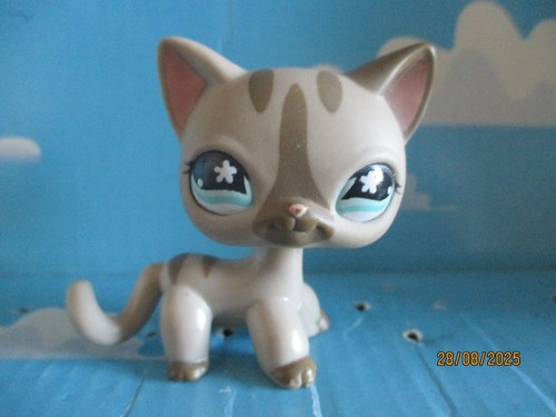Petshop chat europeen 468 - europeen, /
