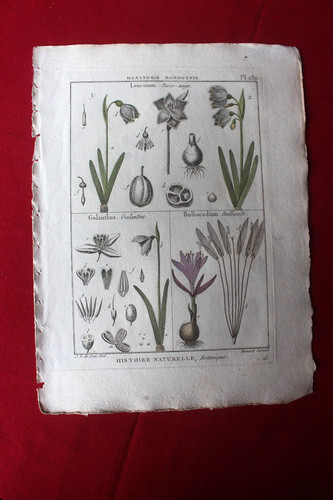 Perce neige gravure botanique - perce-neige,