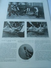 Comment on arrache une dent à un Lion - 1 page Old Antique Print 1912